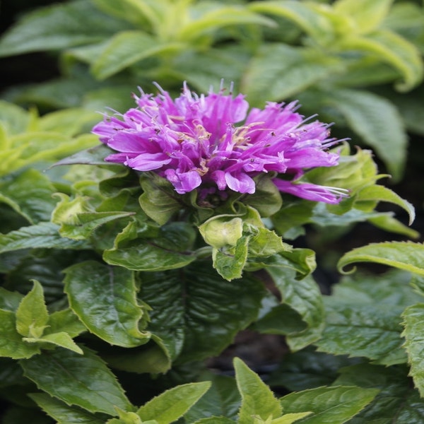 Bergamotpflanze (Monarda 'Petite Delight')
