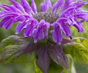 Bergamotte (Monarda 'Prärienacht')