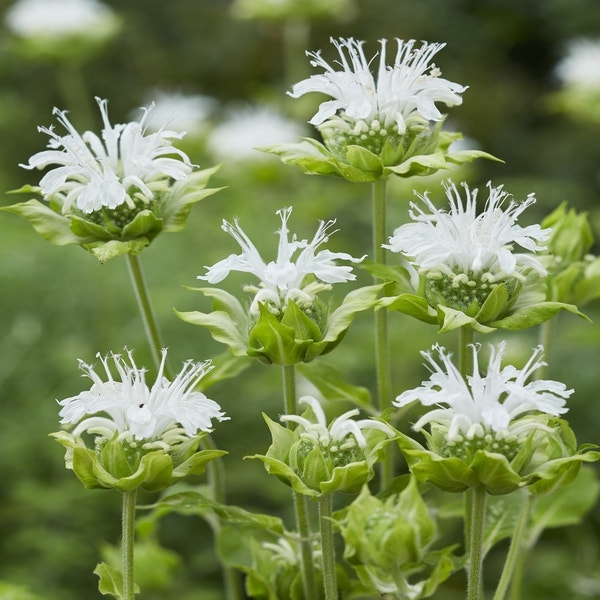 Bergamotpflanze (Monarda 'Schneewittchen')
