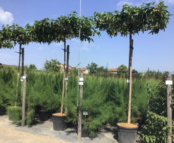 Dach Maulbeerbaum (Morus alba 'Fruitless')