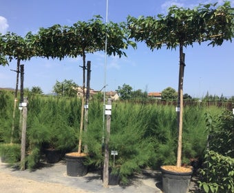 Dach Maulbeerbaum (Morus alba 'Fruitless')