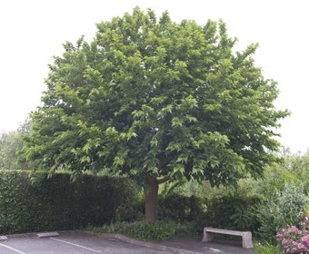 Weiße Maulbeere (Morus Alba)