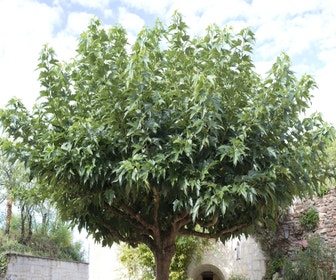 Dach Maulbeerbaum (Morus alba 'Macrophylla')