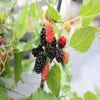 Zwerg Maulbeerbaum (Morus rotundiloba 'Mojo Berry')