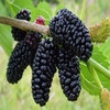 Schwarze Maulbeere als Strauch (Morus nigra)