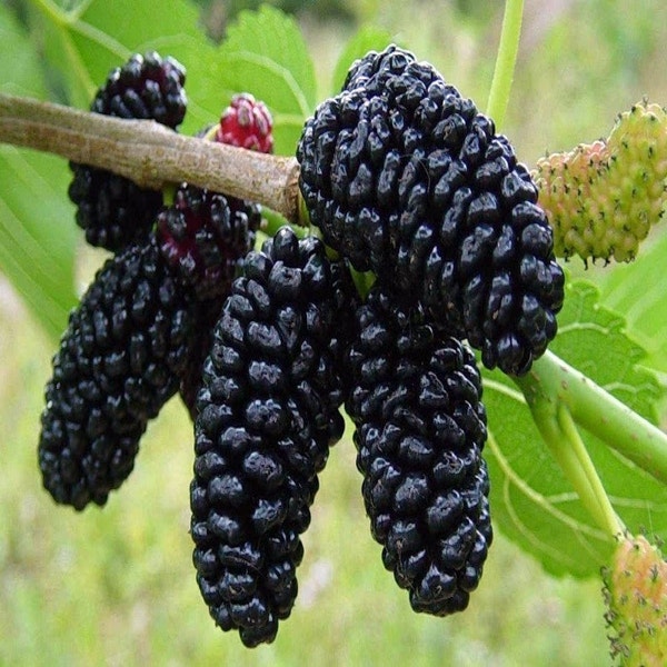 Schwarze Maulbeere als Strauch (Morus nigra)