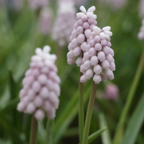 Muscari 'Pink Sunrise' (Blauwe druifje)
