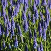 Blaue Traubenhyazinthen (Muscari armeniacum)
