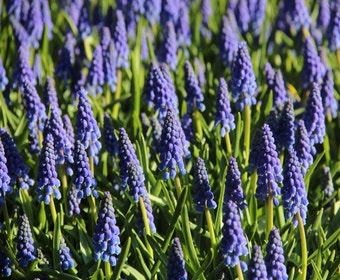 Blaue Traubenhyazinthen (Muscari armeniacum)