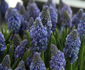 Blaue Traubenhyazinthen (Muscari armeniacum 'Artist')