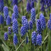 Blaue Traubenhyazinthen (Muscari aucheri 'Blue Magic')
