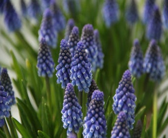 Blaue Traubenhyazinthen (Muscari 'Bling Bling')
