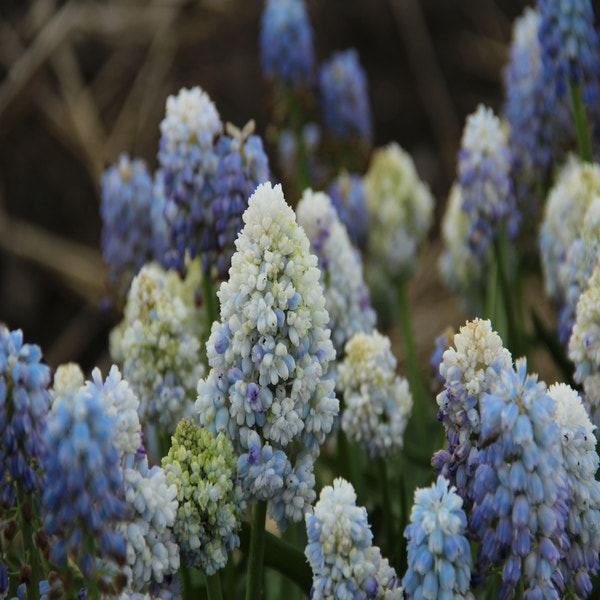 Muscari 'Nature's Beauty' (Blauwe druifjes)
