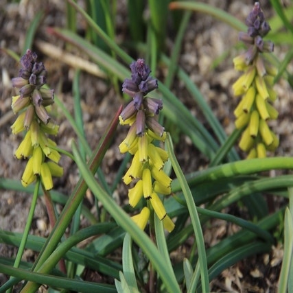 Muscari macrocarpum 'Golden Fragnance