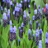 Zwerg-Traubenhyazinthen (Muscari latifolium)