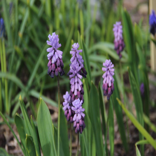 Blaue Traubenhyazinthen (Muscari latifolium 'Purple Rain')