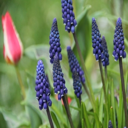 Muscari neglectum