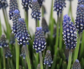 Blaue Traubenhyazinthen (Muscari 'Night Eyes')