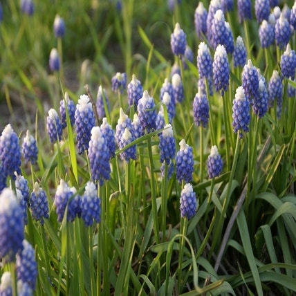 Muscari aucheri 'Ocean Magic' (Blauw druifje)