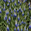 Blaue Traubenhyazinthen (Muscari aucheri 'Ocean Magic')