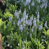 Blaue Traubenhyazinthen (Muscari 'Peppermint')