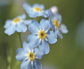 Sumpf-Vergissmeinnicht (Myosotis palustris)