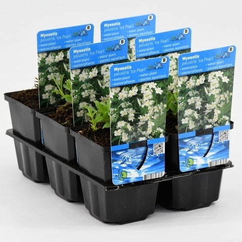 Sumpf-Vergissmeinnicht (Myosotis palustris 'Alba')