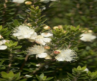 Zwergmyrthe (Myrtus communis 'Tarentina')