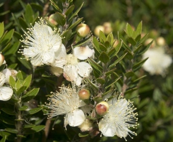 Zwergmyrthe (Myrtus communis 'Tarentina')