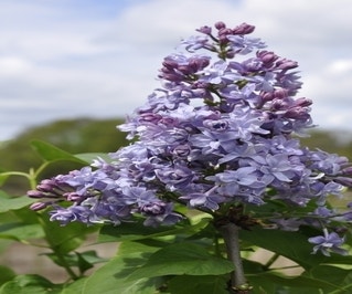 Flieder (Syringa vulgaris 'Nadezhda')