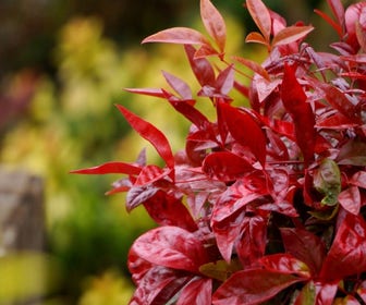 Himmlischer Bambus (Nandina domestica 'Blush Pink')