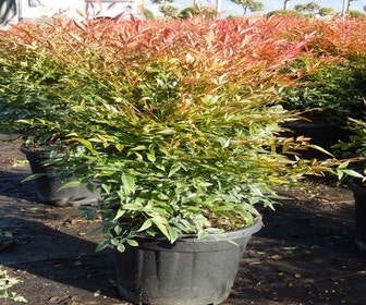 Himmlischer Bambus (Nandina domestica 'Gulf stream')