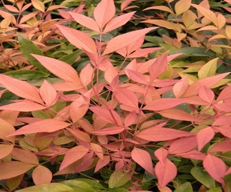 Himmlischer Bambus (Nandina 'Magical Sunrise')