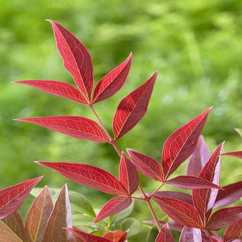 Nandina domestica ''Obsessed''