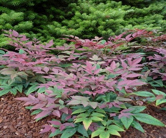 Himmlischer Bambus (Nandina domestica ''Obsessed'')