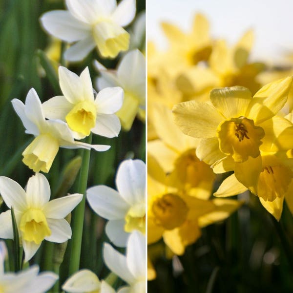 Narcissus 'Sailors's Choice'®
