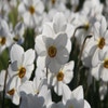 Narzisse (Narcissus 'Actaea')