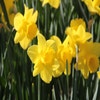 Narzisse (Narcissus 'Arkle')
