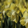 Narzisse (Narcissus 'Avalon')