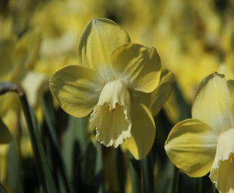 Narzisse (Narcissus 'Avalon')