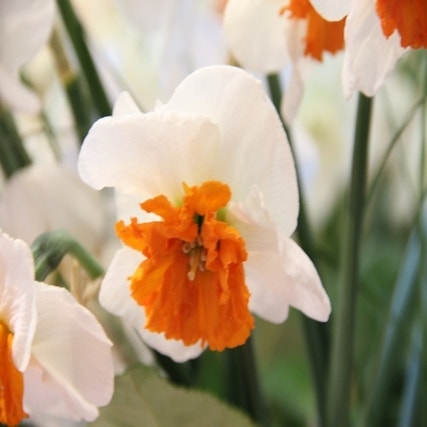 Narcissus 'Bella Vista' (Narcis)