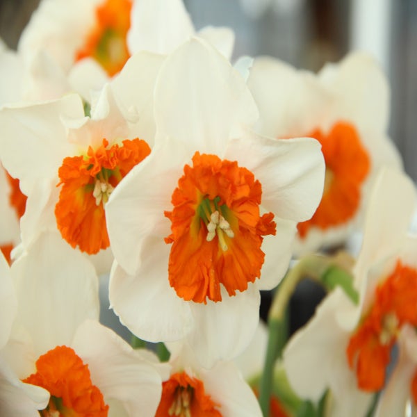 Narcis (Narcissus 'Bella Vista')