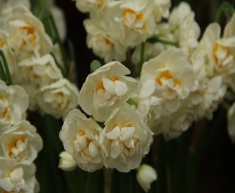 Narzisse (Narcissus 'Bridal Crown')