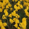 Narzisse (Narcissus 'Oxford Gold')