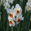 Narzisse (Narcissus 'Cragford')