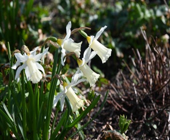 Narzisse (Narcissus 'Elka')