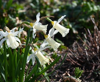 Narzisse (Narcissus 'Elka')