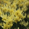 Narzisse (Narcissus 'Exotic Mystery')