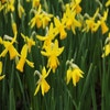 Narzisse (Narcissus 'February Gold')