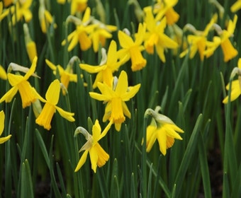 Narzisse (Narcissus 'February Gold')